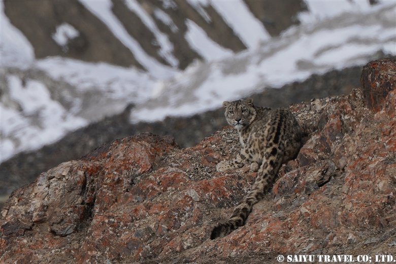 SNOW LEOPARD EXPEDITION VOL.01 (Khunjerab National Park）